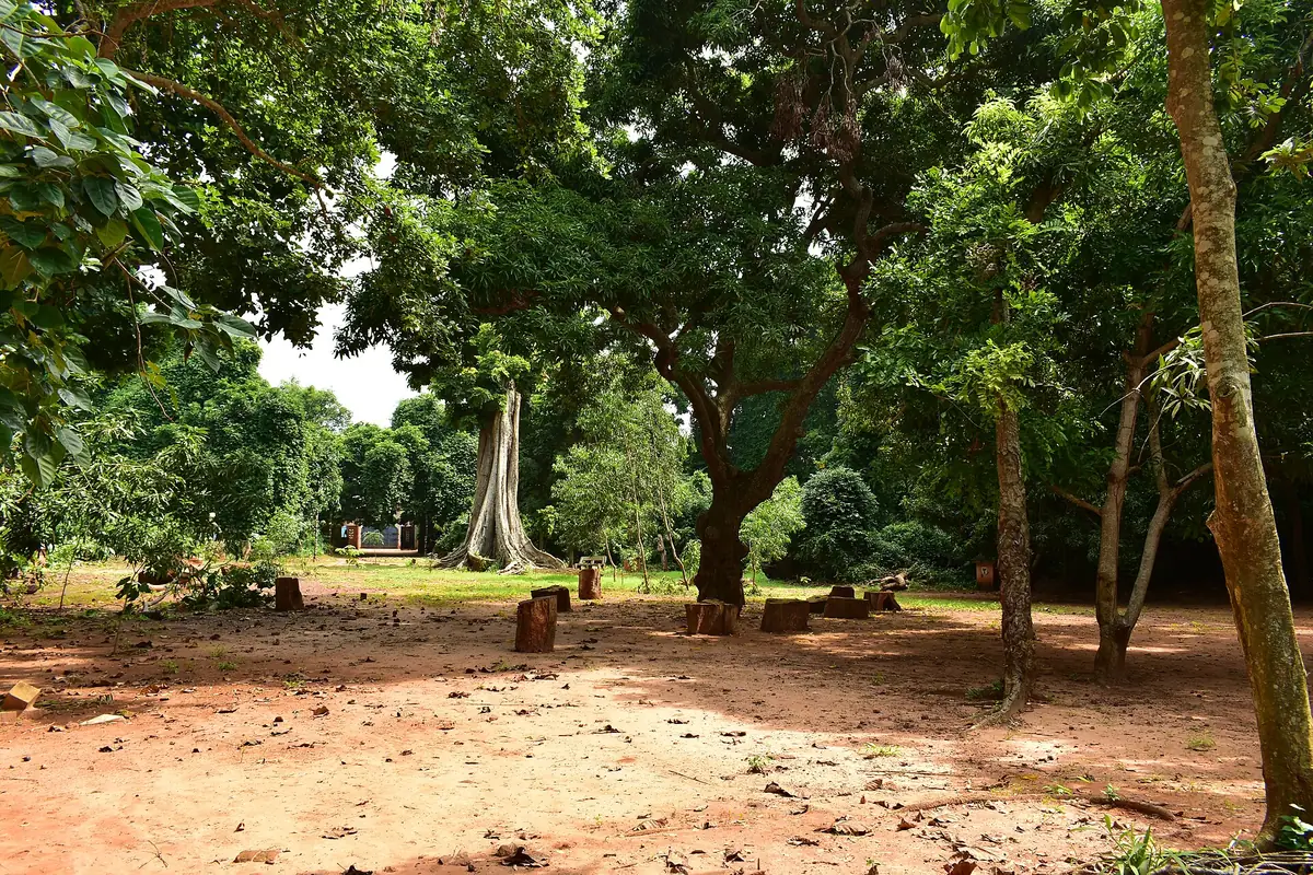 Grands arbres de la forêt sacrée de Ouidah
